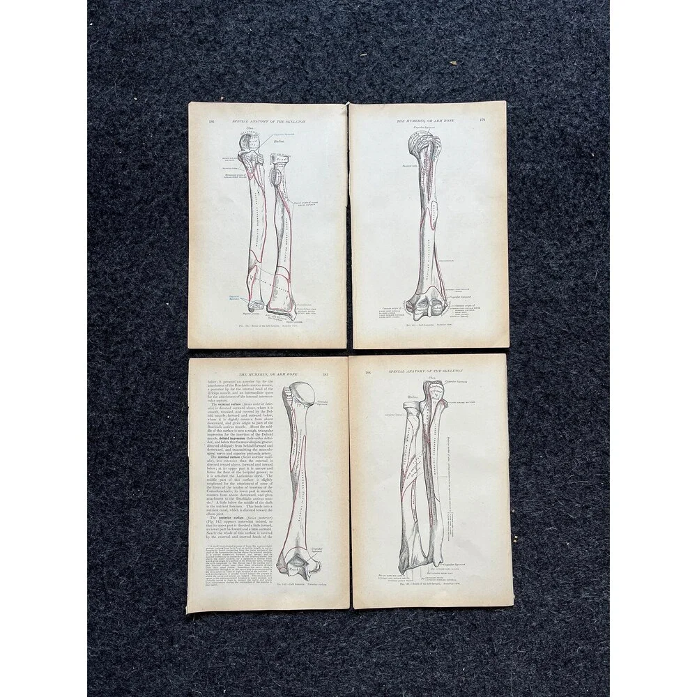 Original 1913 Anatomy Pages of Human Body, Anatomy Physiology Textbook Gifts, T